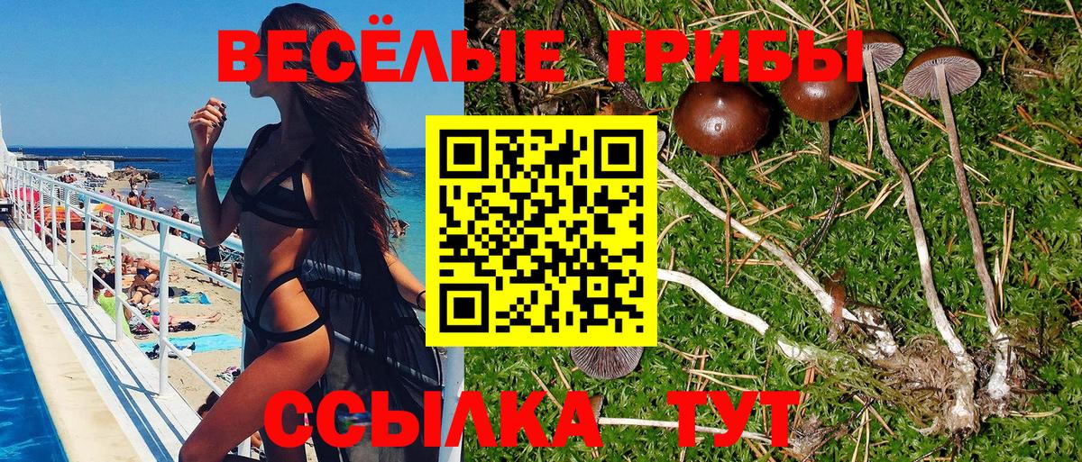 Псилоцибиновые грибы Psilocybe Крымск
